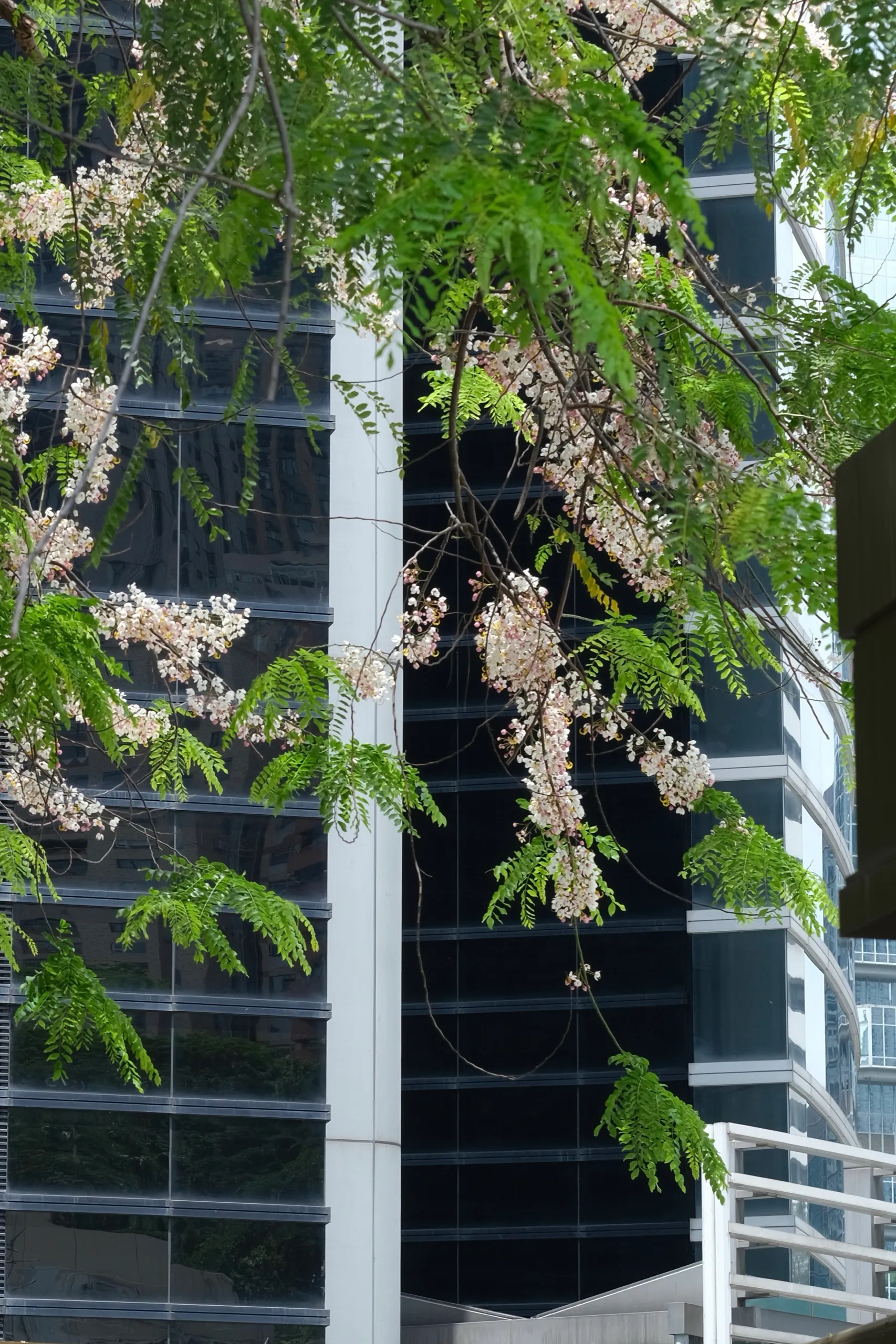 香港 第 4 张