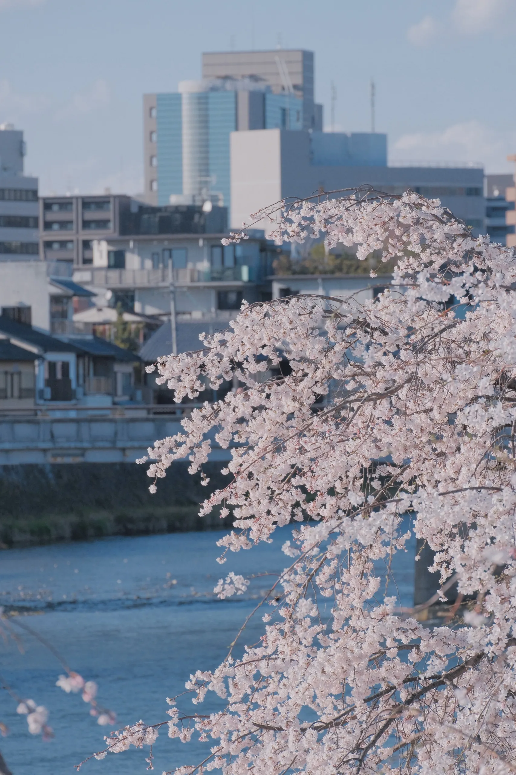 日本 第 11 张