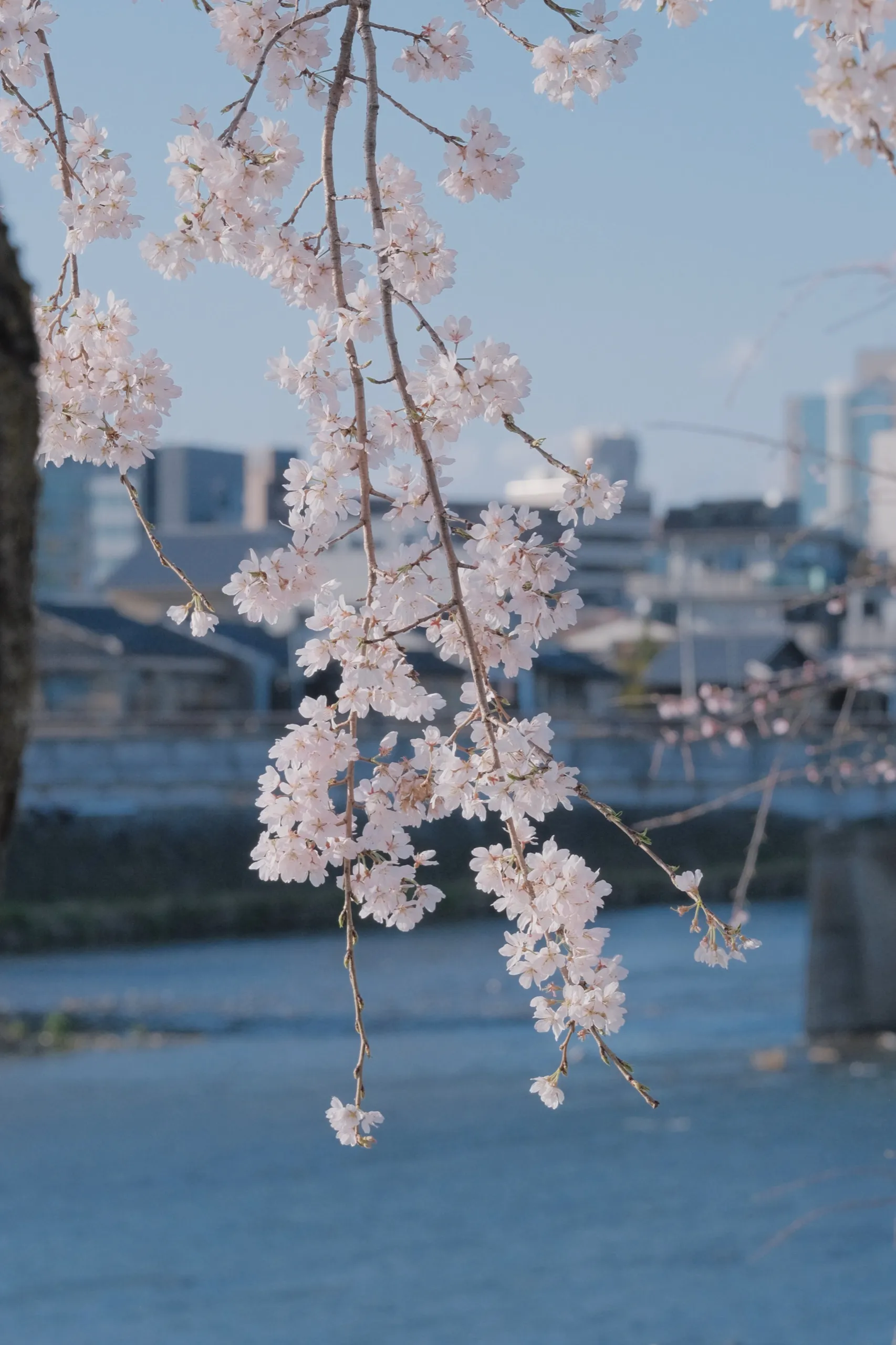 日本 第 13 张