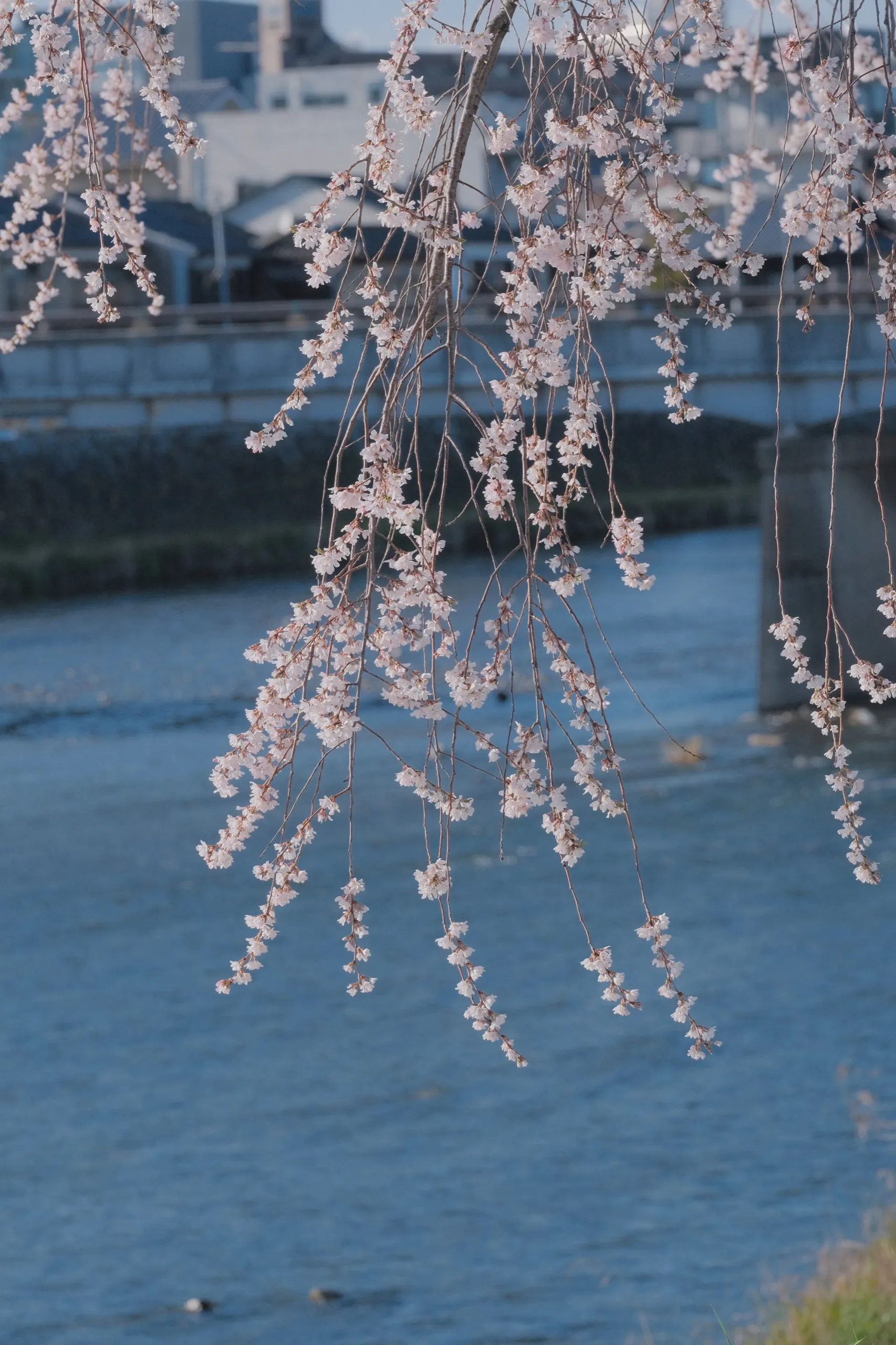 日本 第 15 张