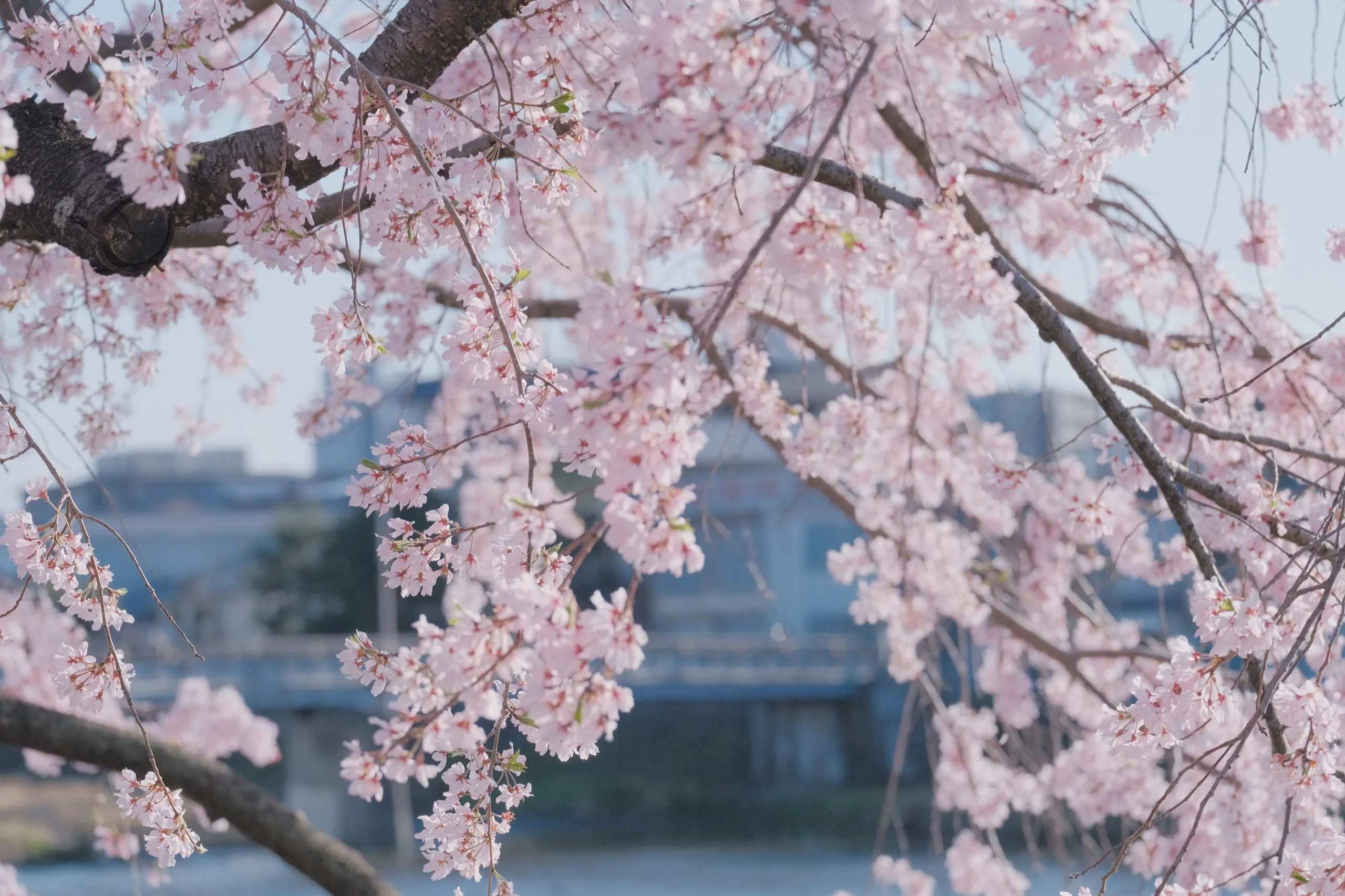 日本 第 18 张