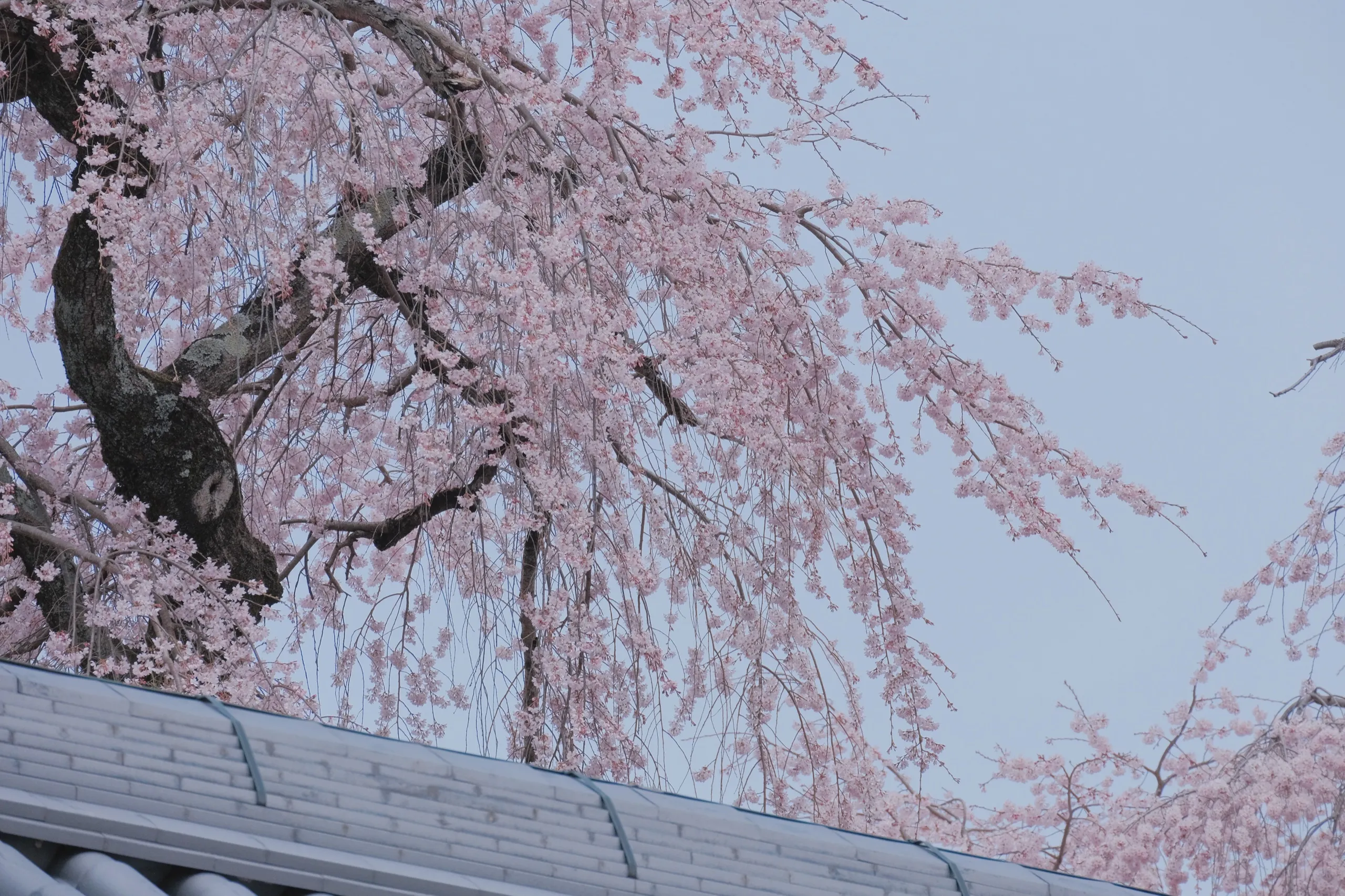 日本 第 20 张