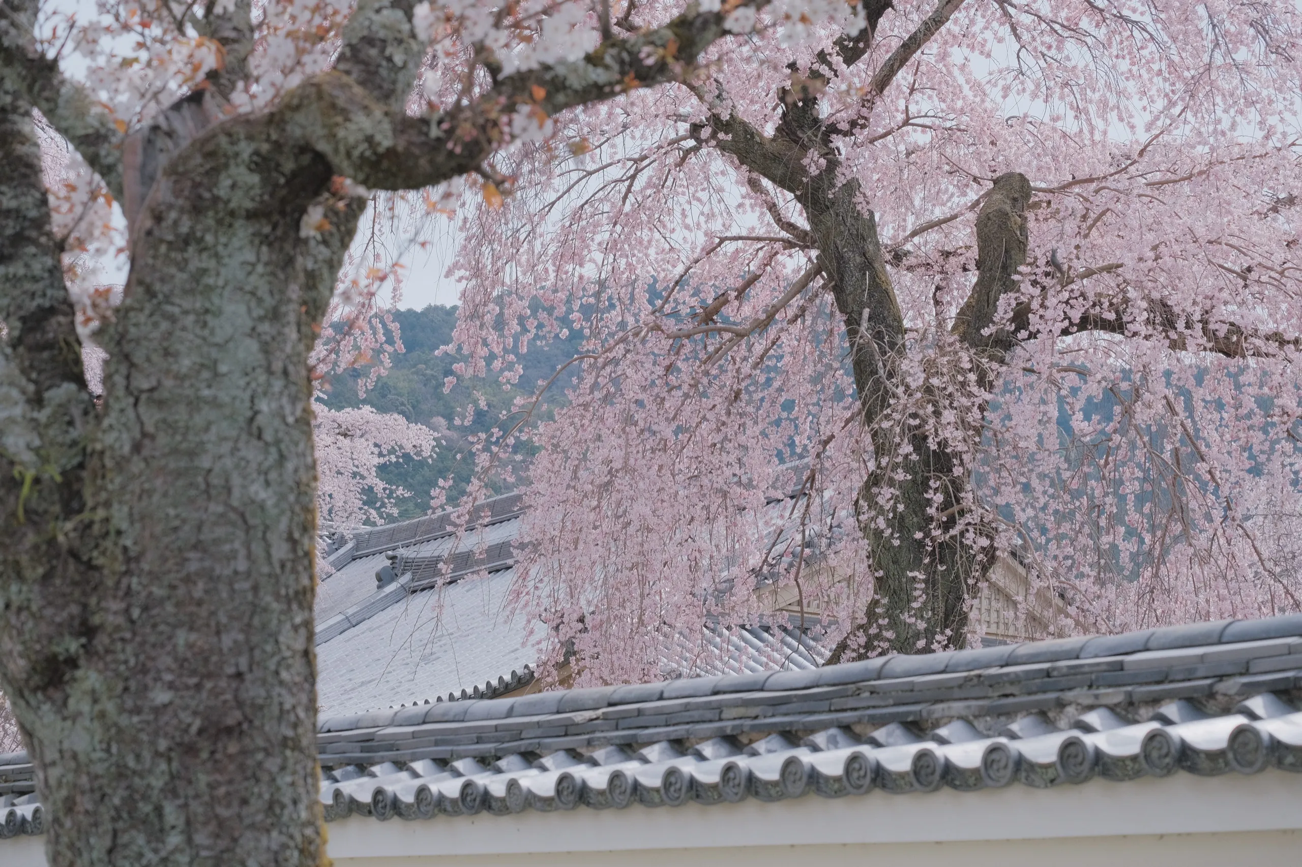 日本 第 23 张