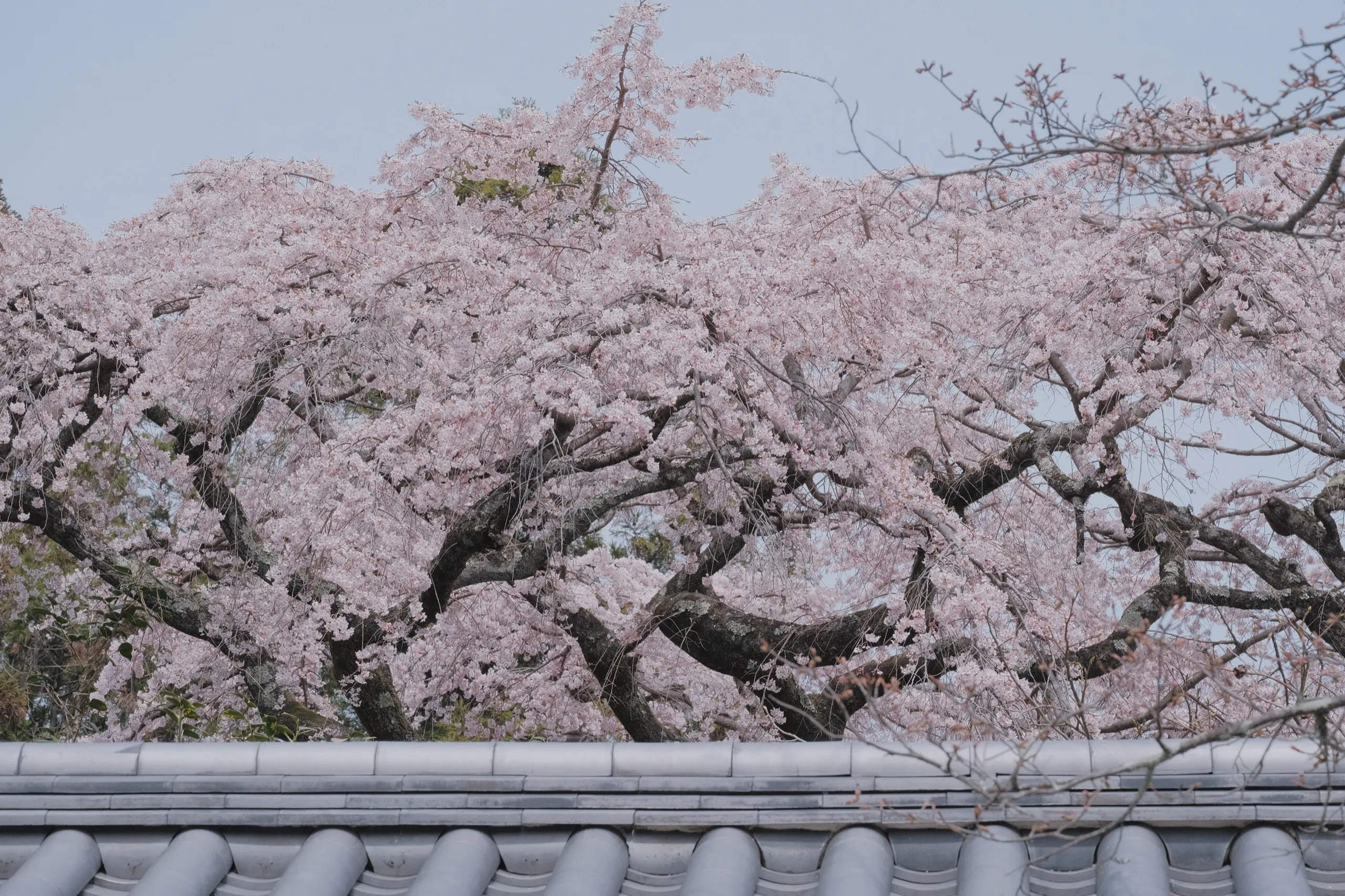 日本 第 24 张