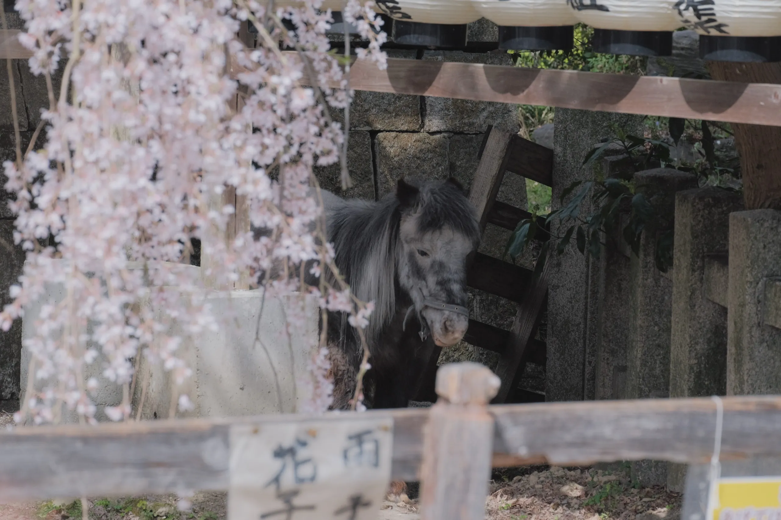 日本 第 27 张