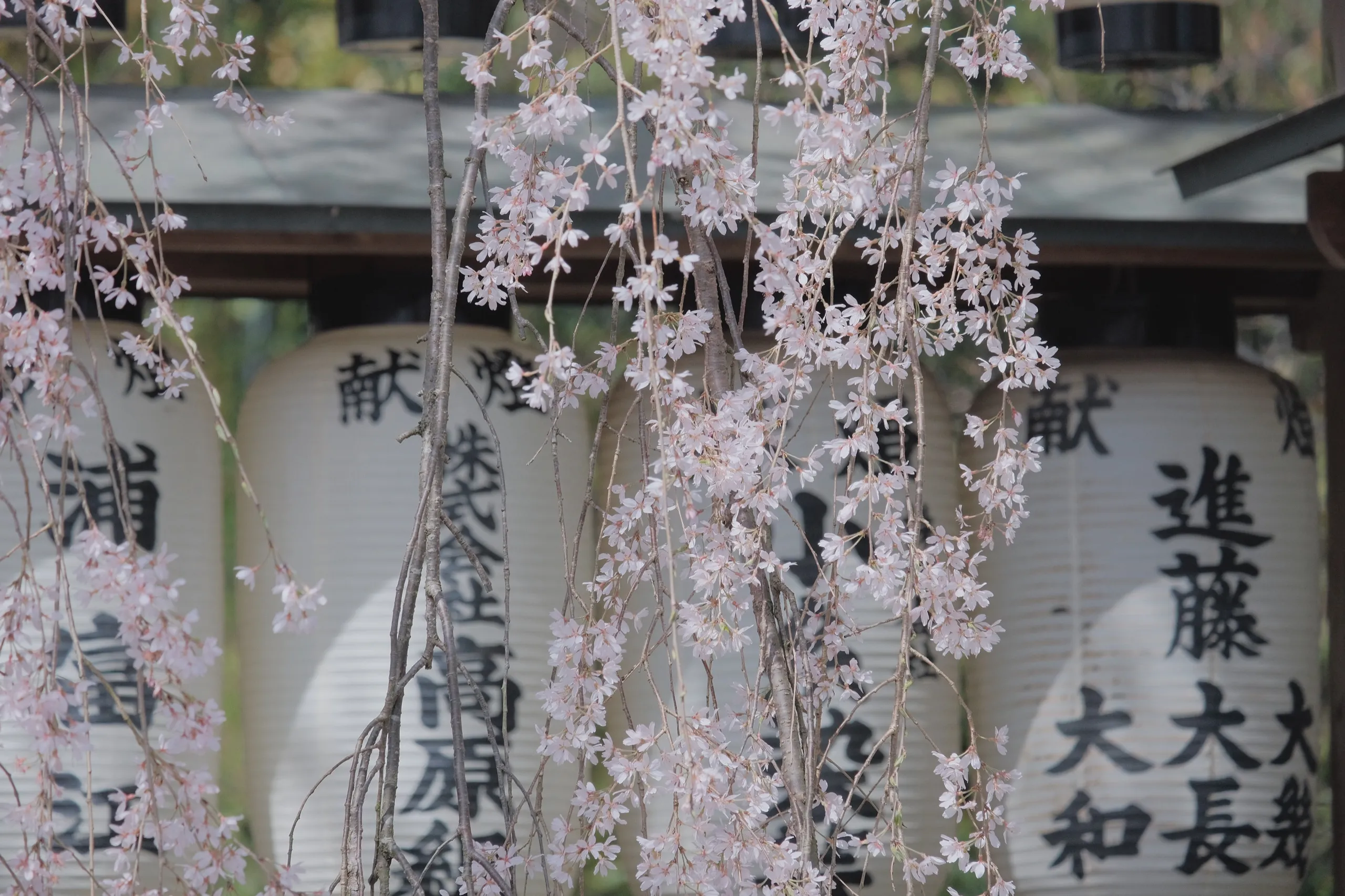 日本 第 29 张