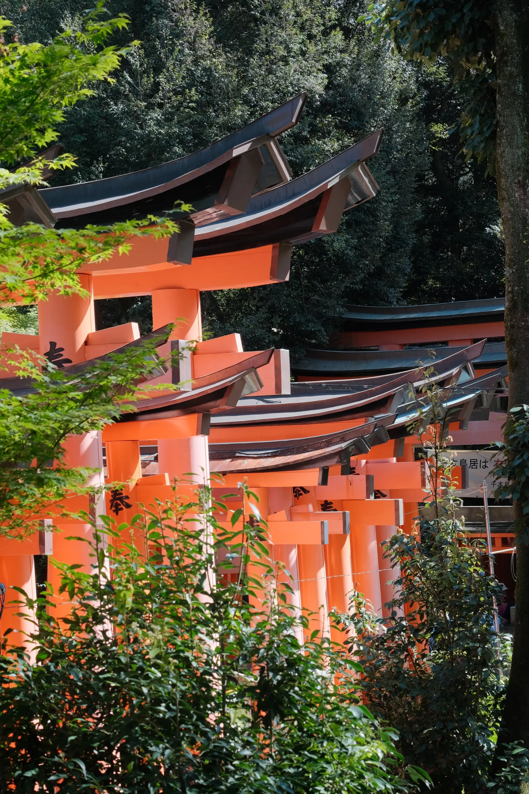 日本