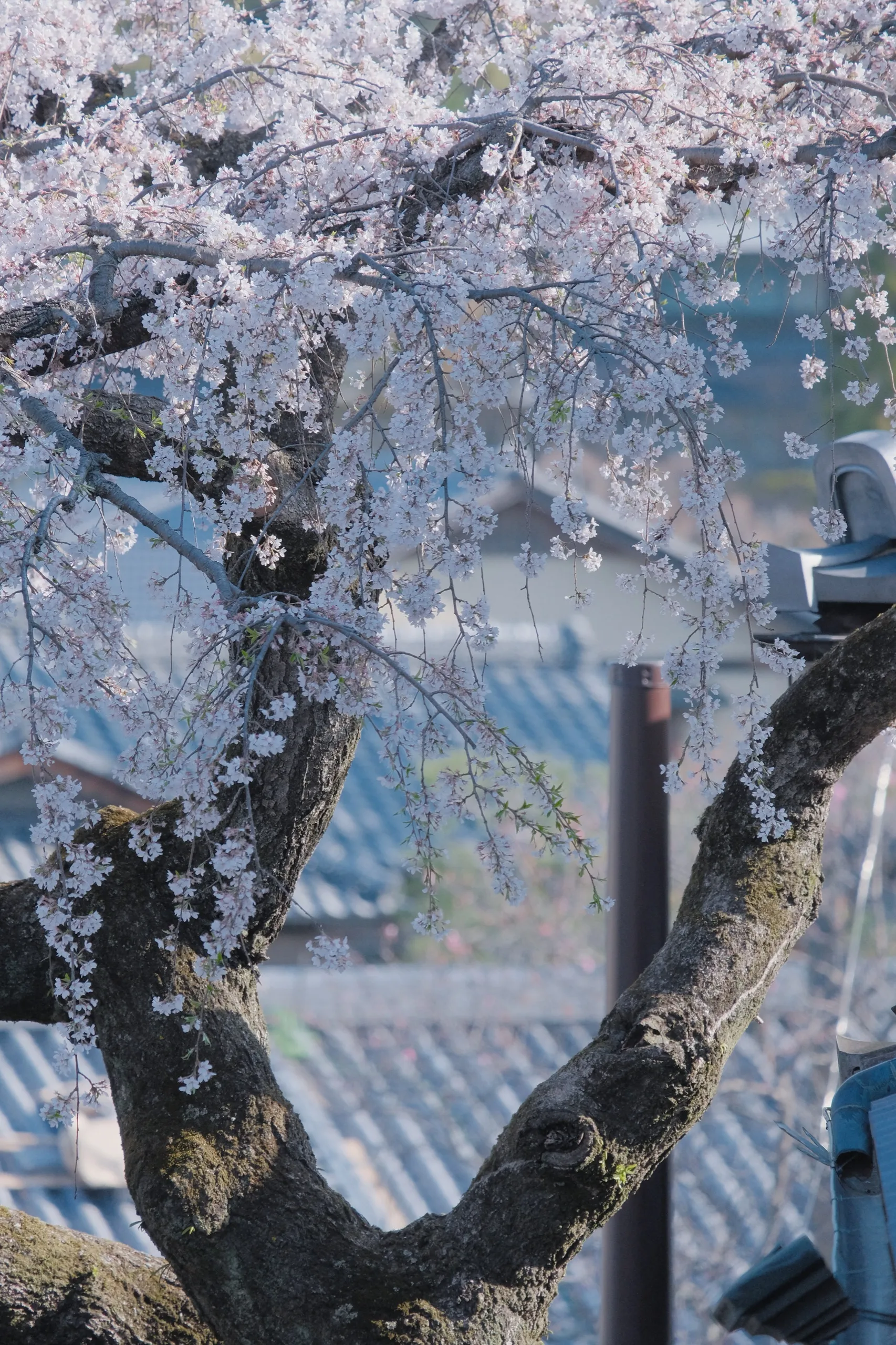 日本